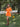 The Georgia Set - Orange Daisy