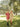 The Sweet and Short Set - Golden Vine